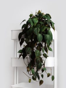 Heart-Leaf Philodendron hanging from a white shelf with a white background