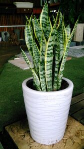 Snake plant in a white mid-century modern planter sitting on an outdoor patio.
