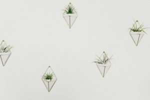 Gold mid-century modern planters mounted on a white wall with air plants in them.