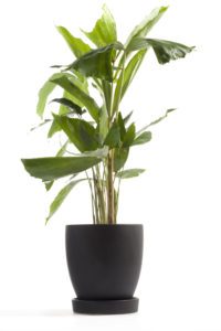 Potted fishtail palm in a dark planter with a white background.